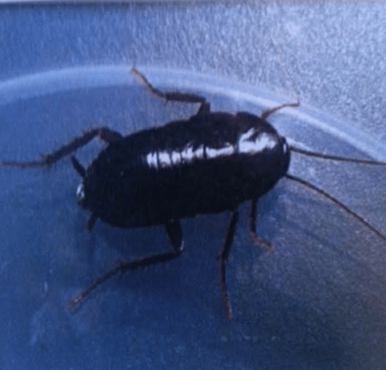 <p>Roach Family</p>