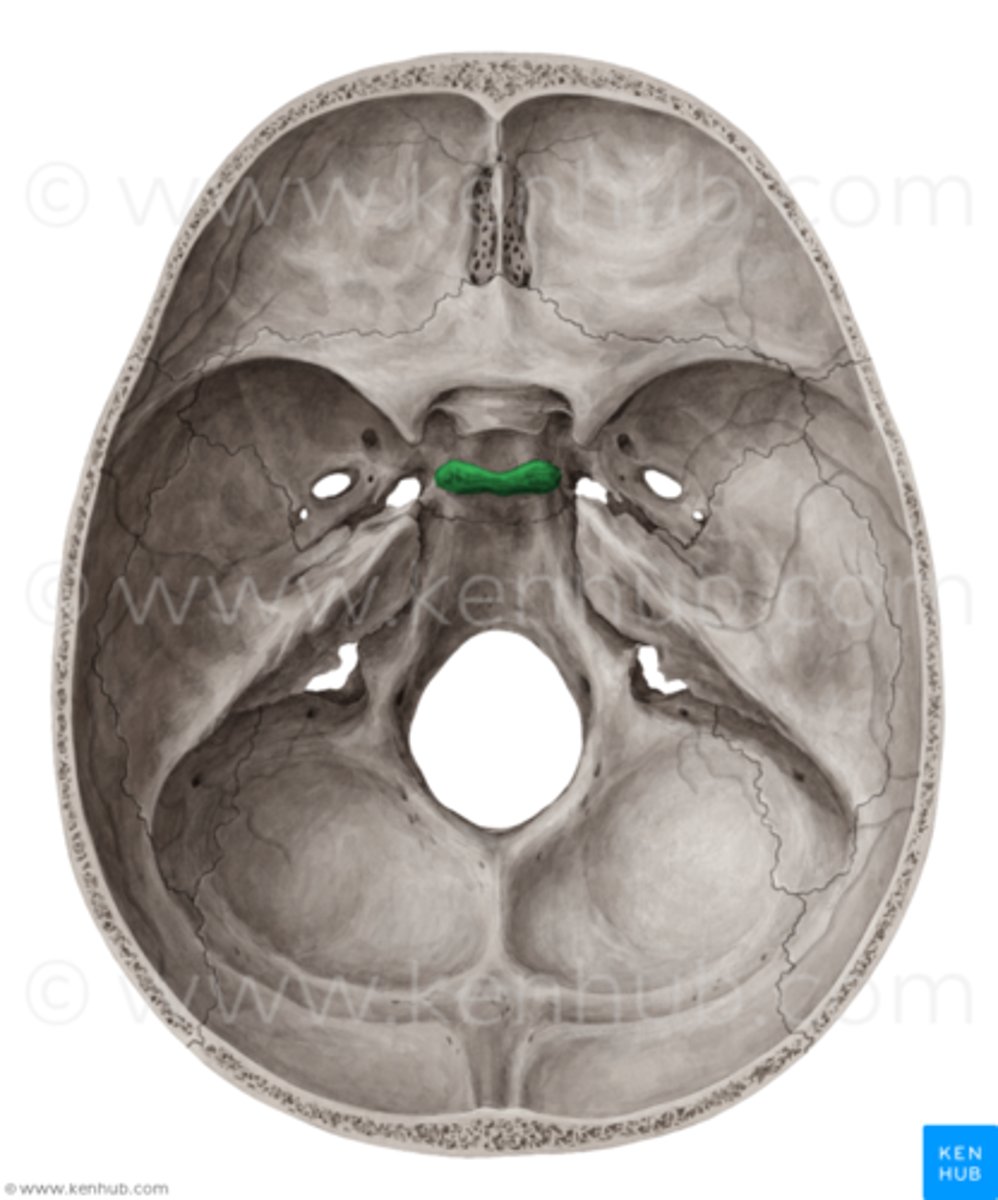 <p>"back of saddle"</p>
