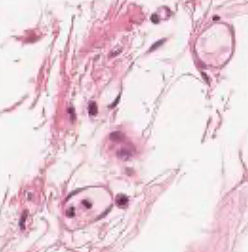 <p>To bind things together, provide protection, support, and integration of body parts.</p>