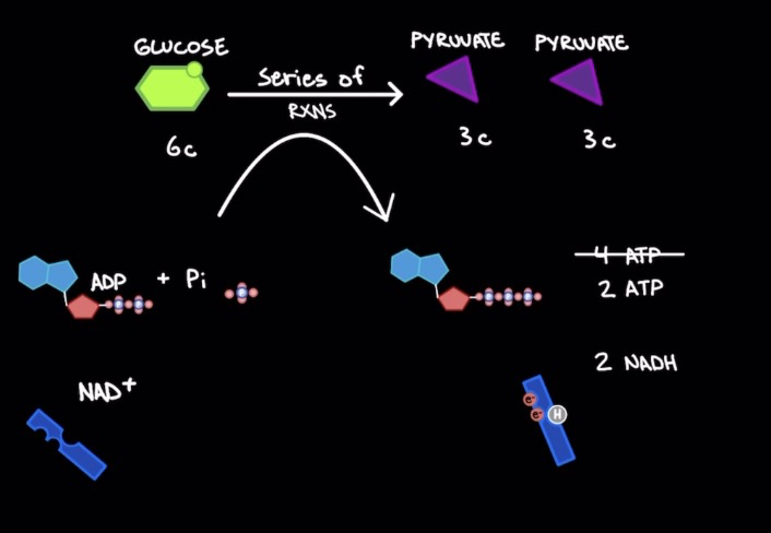 <ul><li><p>Break down of glucose</p><p></p></li><li><p>Anaerobic (no O2)</p><p></p></li><li><p><mark data-color="yellow">1 glucose mol. (6 Carbons) → 2 pyruvate mols. (3 Carbons)</mark></p><ul><li><p>2 ATP input → 4 ATP output &amp; 2 NADH = <mark data-color="red">2 net ATP mols. &amp; 2 NADH</mark></p><p></p></li></ul></li><li><p>Occurs in cytosol (not in organelle)</p><p></p></li><li><p>Steps:</p><ol><li><p><mark data-color="red"><strong>Hexokinase:</strong></mark> phosphorylates glucose → <u><strong>Glucose-6-phosphate</strong></u> → irreversible rxn</p><p></p></li><li><p><mark data-color="red"><strong>Phosphofructokinase (PFK):</strong></mark> phosphorylates Glucose-6-phosphate → <u><strong>Fructose-1,6-bisphosphate</strong></u> → rate limiting step</p></li></ol></li></ul>