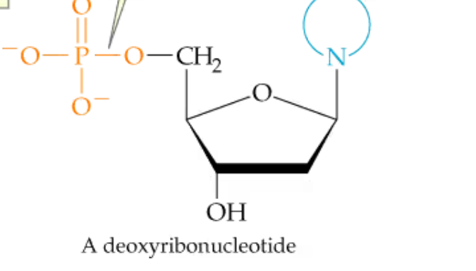 <p>How is the phosphate group attached to a nucleotide?&nbsp;</p>