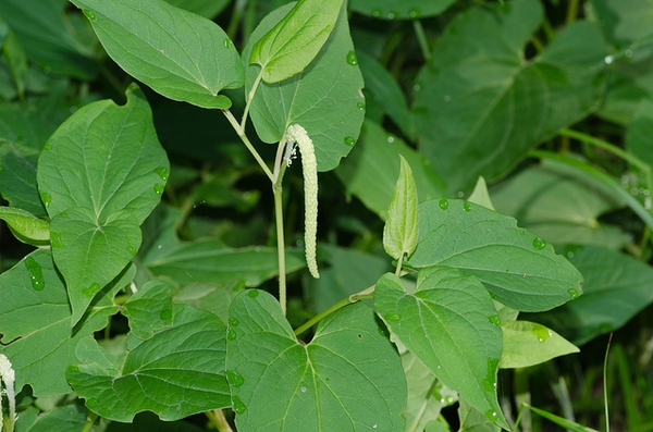 <p>lizard’s tail</p>