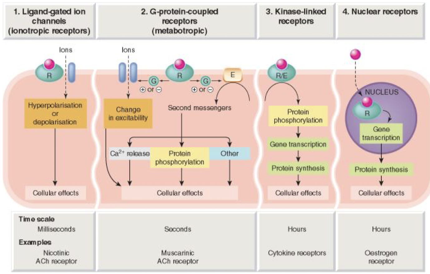<p>"Ligang-gated ion channels, G Protein-coupled receptors, Enzyme-linked receptors, and intracellular receptors.</p>