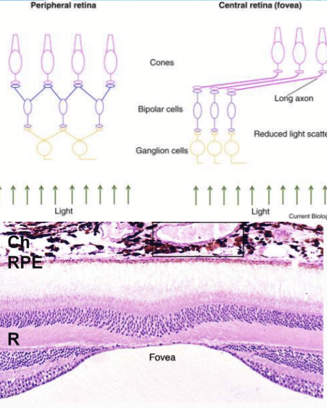 <p>Cells that photoreceptors and ganglion cells synapse with in the outer plexiform layer. Receptors bind to output signal of glutamate. </p>