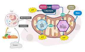 <p>living organisms convert glucose and oxygen in energy (ATP), H<sub>2</sub>O, CO<sub>2</sub></p><p>Equation: C<sub>6</sub>H<sub>12</sub>O<sub>6</sub>&nbsp;—&gt; 6CO<sub>2</sub>&nbsp;+ 6H<sub>2</sub>O + ATP</p>