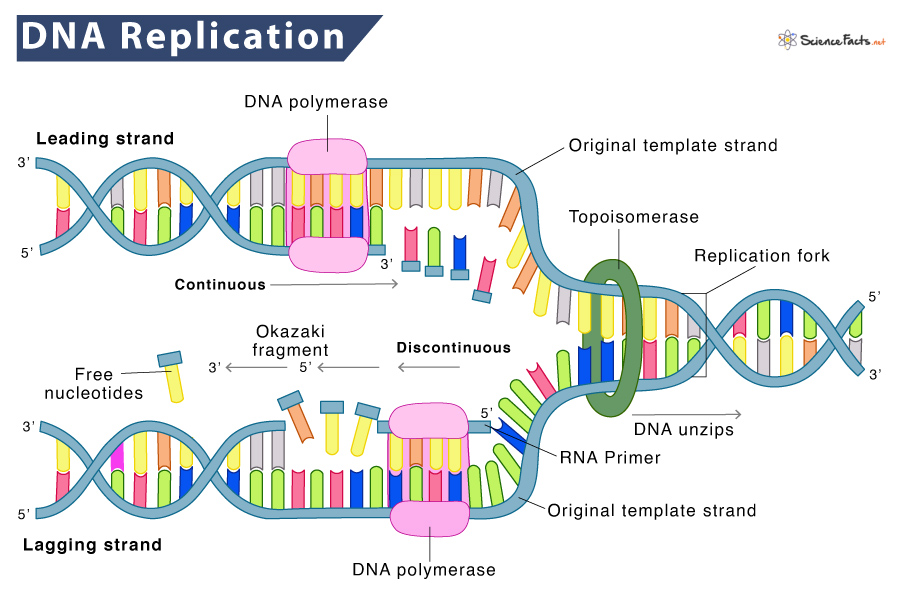 dna replication diagram 
