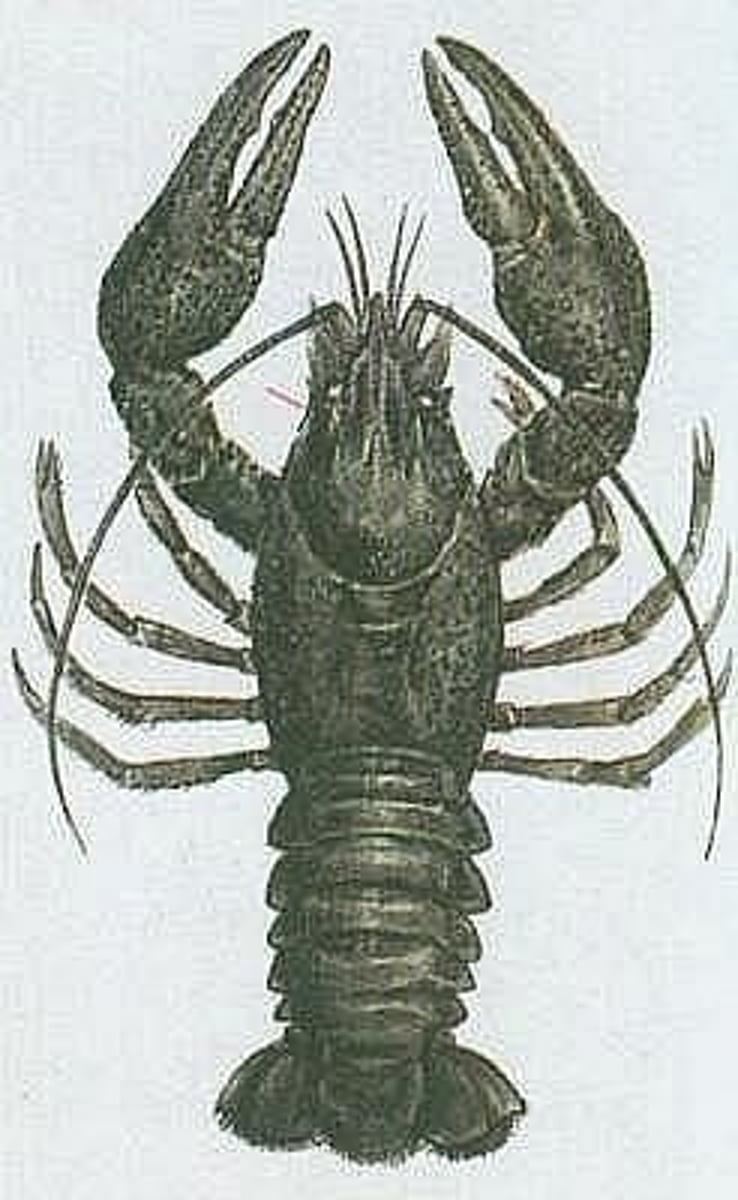 <p>rak</p>
