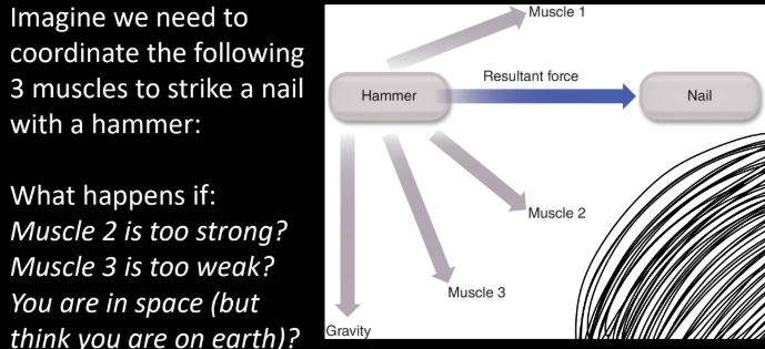 <ul><li><p>Every connection (synapse) is an analog process, susceptible to transient factors (e.g. amount of receptors / transmitter) Therefore, each connection can introduce error (noise)</p></li><li><p>...and, in general, when we produce more force (up to about 70% of max), we introduce more noise (variability)</p></li></ul><p></p>
