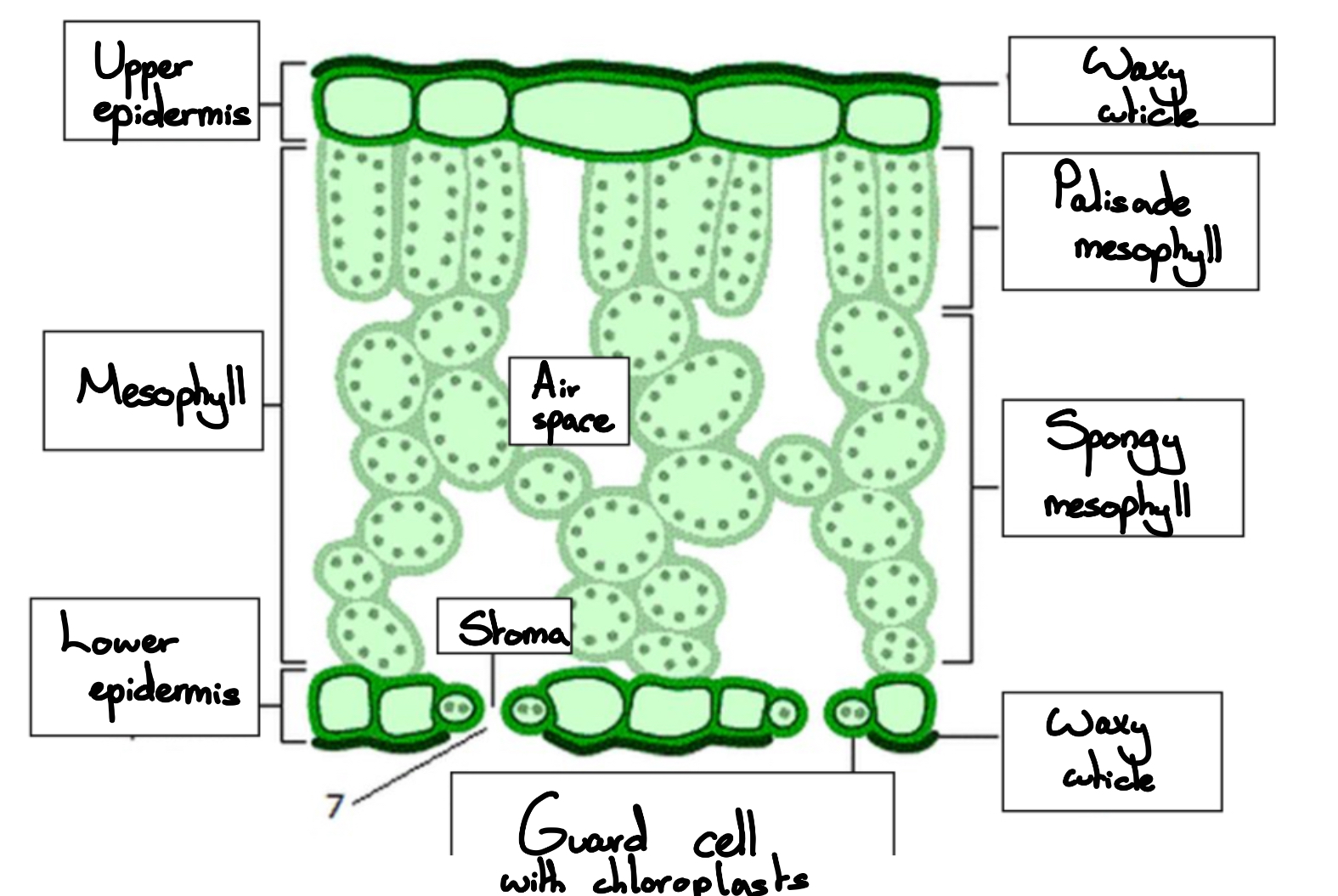 <ol><li><p><span>Waxy cuticle</span></p></li><li><p><span>Guard cells</span></p></li><li><p><span>Stoma</span></p></li><li><p><span>Lower epidermis</span></p></li><li><p><span>Air space</span></p></li><li><p><span>Mesophyll</span></p></li><li><p><span>Spongy mesophyll</span></p></li><li><p><span>Palisade mesophyll</span></p></li><li><p><span>Upper epidermis</span></p></li></ol>