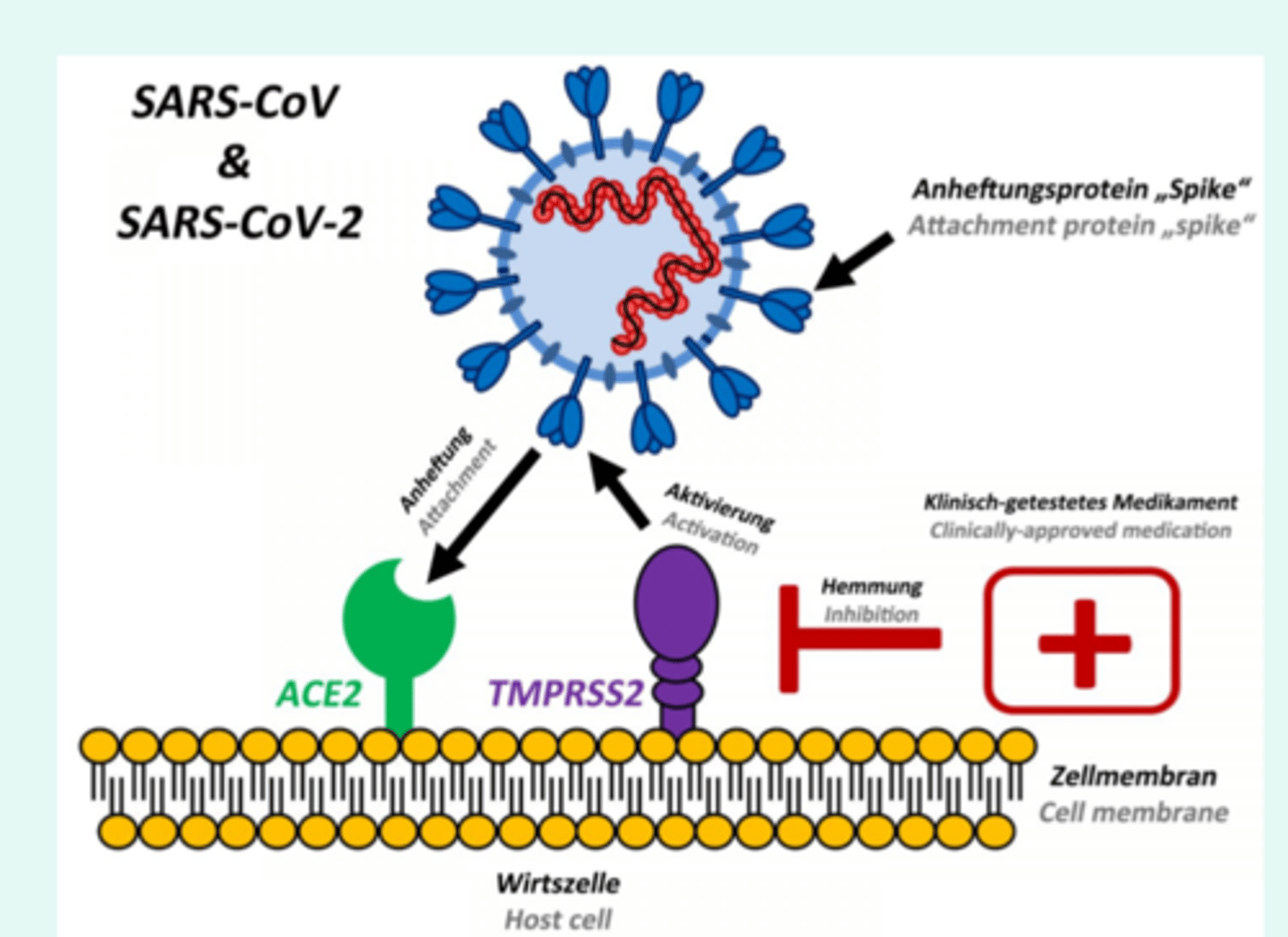 <p>- Genome sequence indicated the receptor-binding domain (RBD) of SARS-CoV2 spike protein should interact with same receptor (angiotensin converting enzyme receptor ACE2) as SARS-CoV</p><p>- Experimental support of this model just published</p>