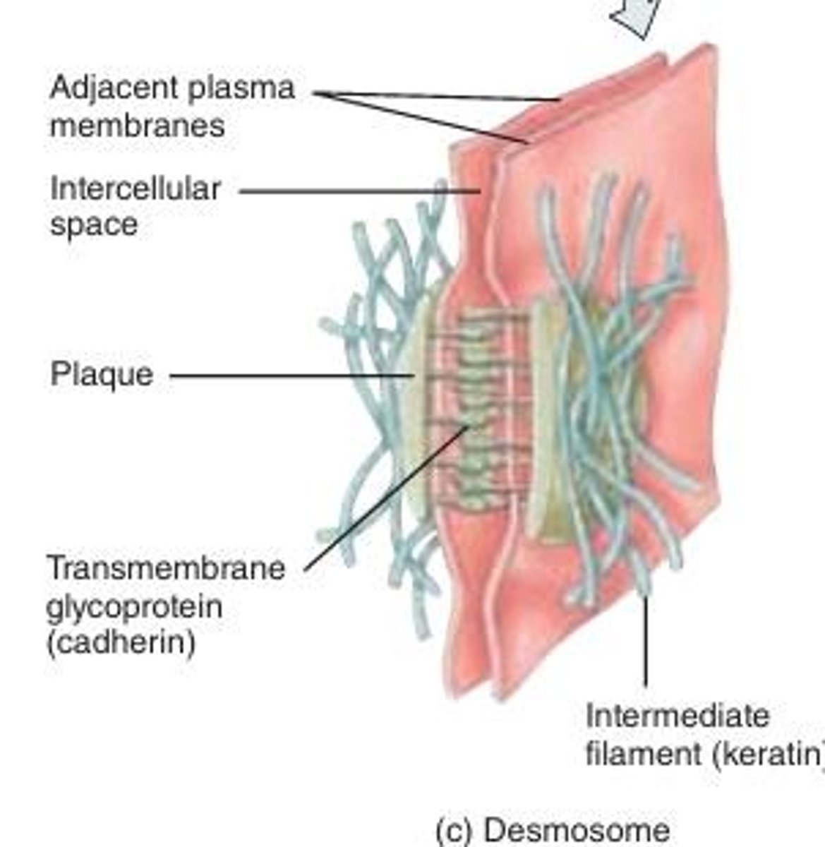 <p>Similar to adherents, plaque and cadherins are used but connected to intermediate filaments (keratin) inside the cell. They prevent cells from separating under tension.</p><p>prevent epidermal cells from separating under tension and cardiac muscle cells from pulling apart during contraction. Found in the skin and cardiac muscle (highly stretched tissues)</p><p>Resisting pulling forces</p>