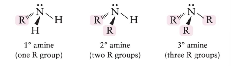 <p>Nitrogen attached to hydrogen and R groups. </p>