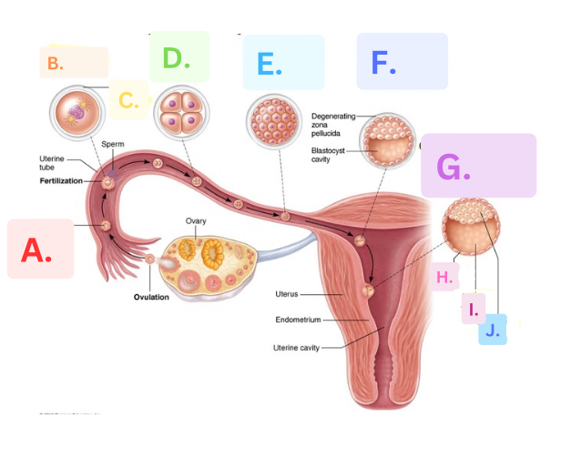 <p>Label the stages of embryonic development and the features of specific stages</p>