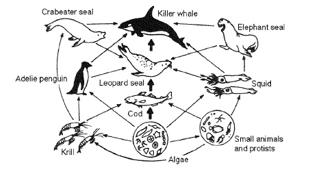 <p>Refer to the illustration above. Killer whales feed at the</p>