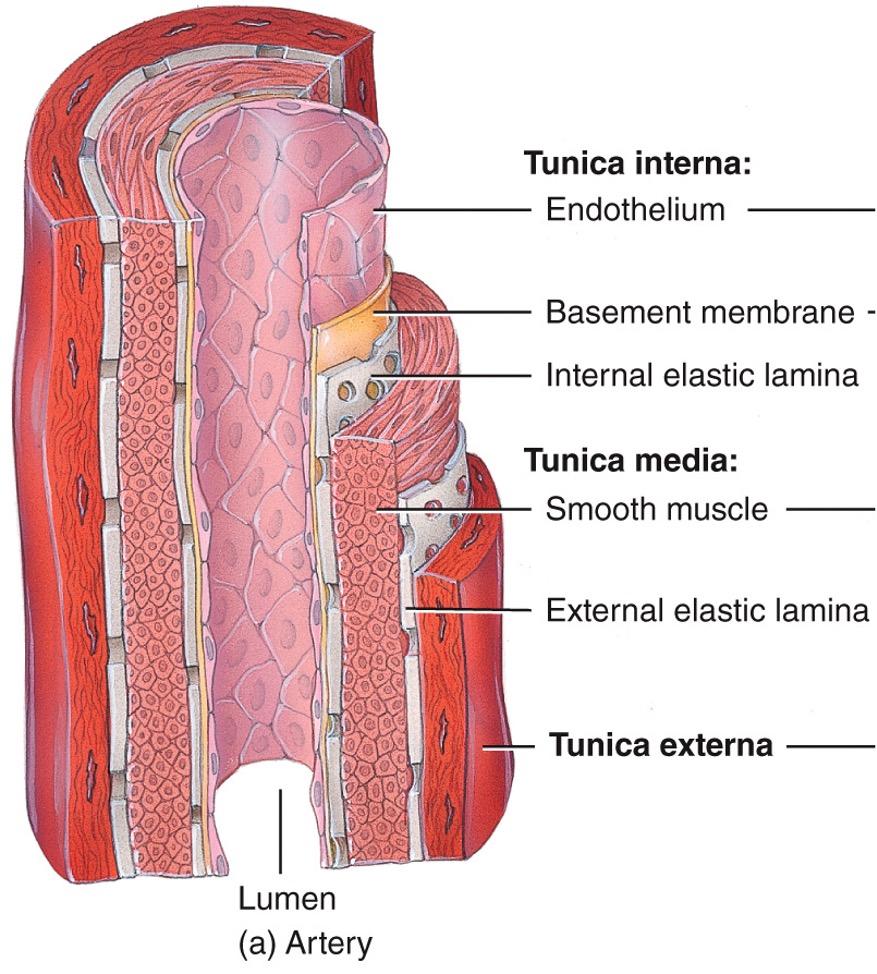 thick, muscle allows diameter control, elastic fibers allow high compliance (walls stretch and expand in response to small increase in pressure) 