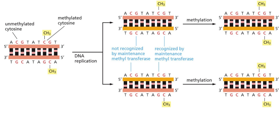 <p><span>Methylation = methylating Cytosine&nbsp;</span></p><ul><li><p class="Paragraph SCXW201261770 BCX0" style="text-align: left"><span>marks genes that are “imprinted”&nbsp;</span></p></li></ul><ul><li><p class="Paragraph SCXW201261770 BCX0" style="text-align: left"><span>Requires a methyl transferase to pass along the methylation to correct daughter cells&nbsp;</span></p></li></ul><ul><li><p class="Paragraph SCXW201261770 BCX0" style="text-align: left"><span>Regulate gene expression (without changing DNA sequence)&nbsp;</span></p></li></ul><ul><li><p class="Paragraph SCXW201261770 BCX0" style="text-align: left"><span>Methylation of CpG sequences is important in efficient gene repression that can be passed on to daughter cells&nbsp;</span></p><ul><li><p class="Paragraph SCXW201261770 BCX0" style="text-align: left"><span>Helps maintain cellular specialization&nbsp;</span></p></li></ul></li><li><p class="Paragraph SCXW201261770 BCX0" style="text-align: left"><span>Occurs right after DNA replication (inherited)&nbsp;</span></p><ul><li><p class="Paragraph SCXW201261770 BCX0" style="text-align: left"><span>Methyl transferase recognizes methylated C at CpG and adds it to new daughter strand&nbsp;</span></p></li></ul></li></ul><p></p>