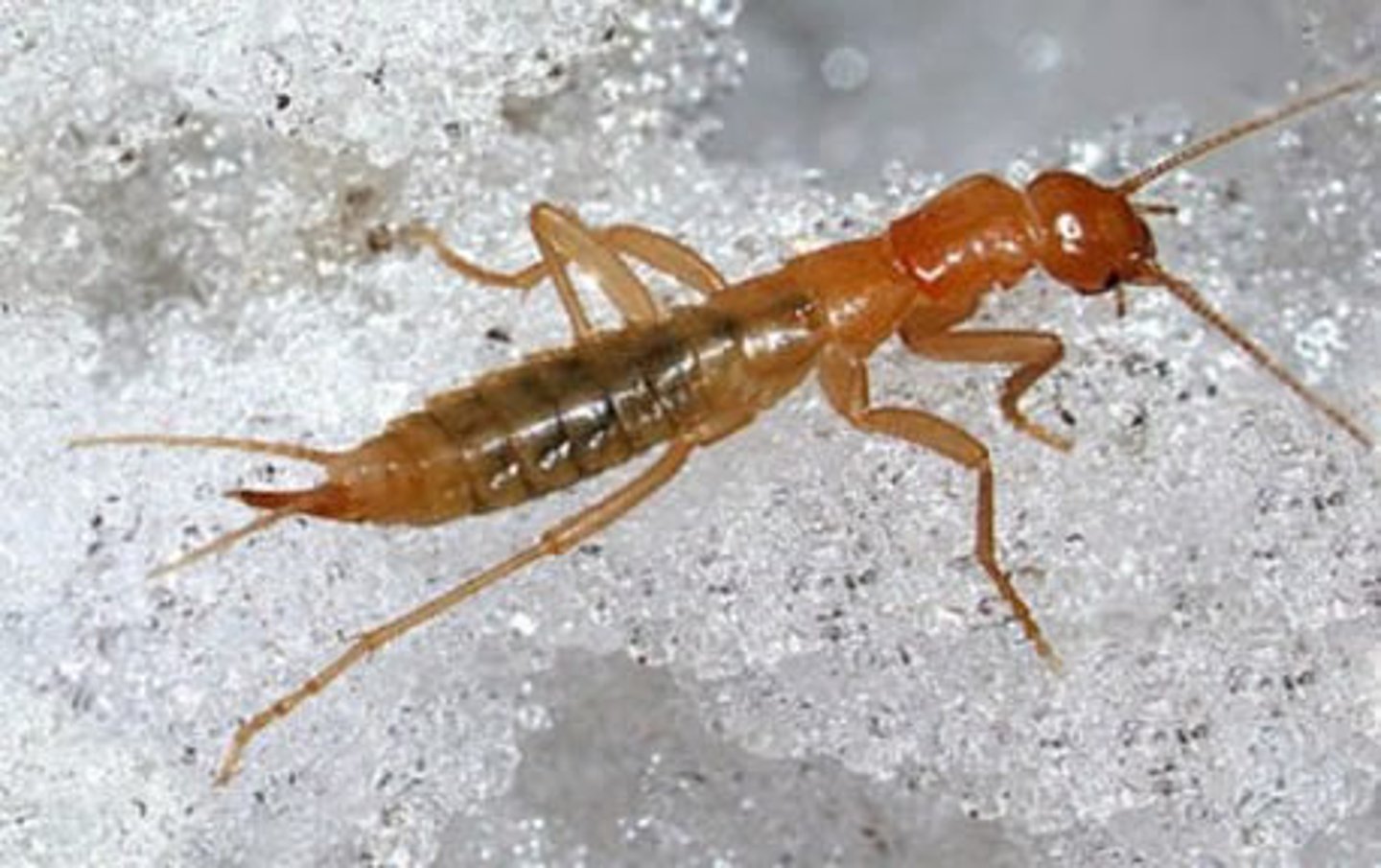 <p>Slender, elongate; yellowish brown to gray in color. Wingless. Antennae long and filiform with 28 to 50 segments. Cerci long with 8 segments. Ovipositor sword shaped.</p><p>Larvae and adults may be confused with some crickets or with the phasmid genus Timema</p>