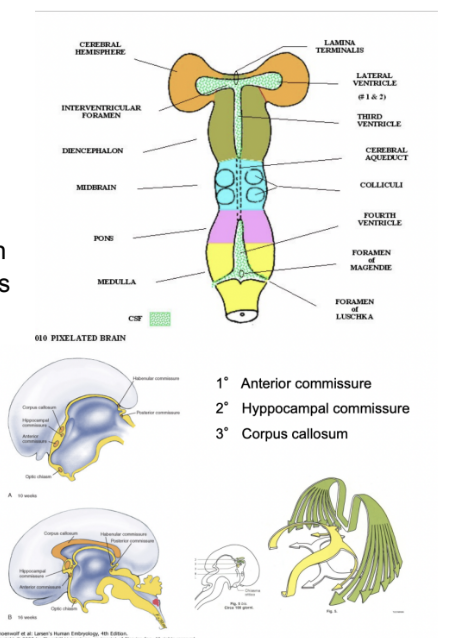 <ul><li><p>Mostly originate from lamina terminalis</p><ul><li><p>Situated at end of the neural tube in the region where we have the closure of the anterior neuropore (anterior territory)</p></li></ul></li><li><p>From the lamina termminalis, we have the origin of —</p><ul><li><p>Corpus callosum</p></li><li><p>Anterior commissure</p></li><li><p>Hippocampal commissure </p></li></ul></li></ul>