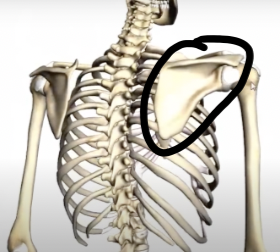 <p>i.e. the shoulder blade, what articulates with the humerus </p>