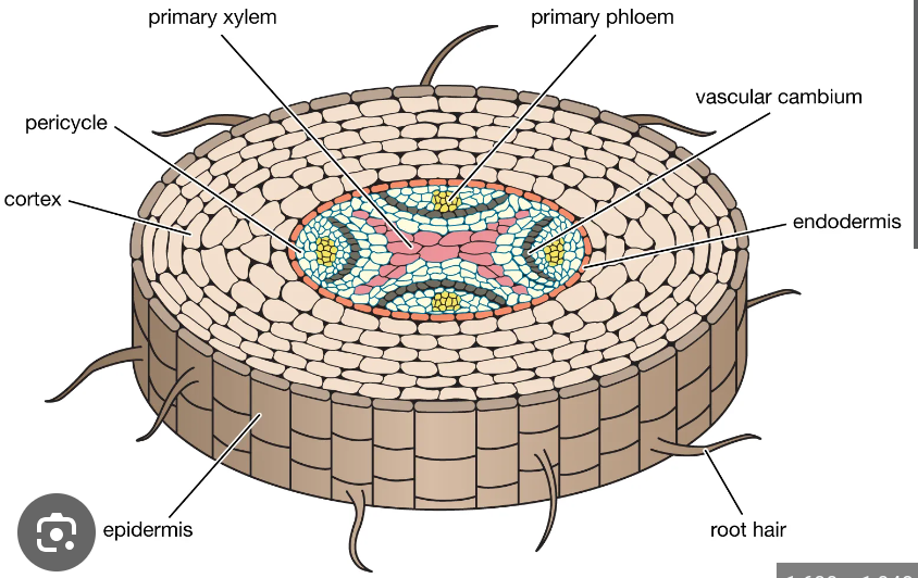 <p>tissue of unspecialized cells lying between the <span>epidermis</span> (surface cells) and the vascular, or conducting, tissues of stems and roots</p>