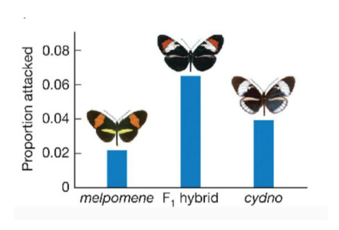 <p>e.g. Aposematic Heliconius Butterflies</p><p>-hybrids have aberrant colour patterns</p><p>-higher predation ----> lower mating success</p>