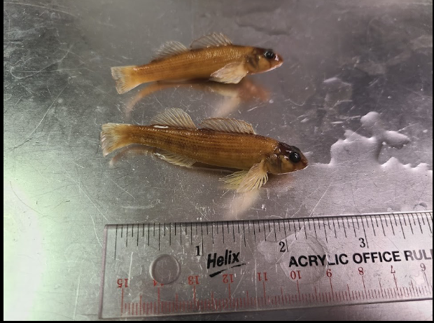 <p>What is the taxonomy, common name, and scientific name of this fish?</p>