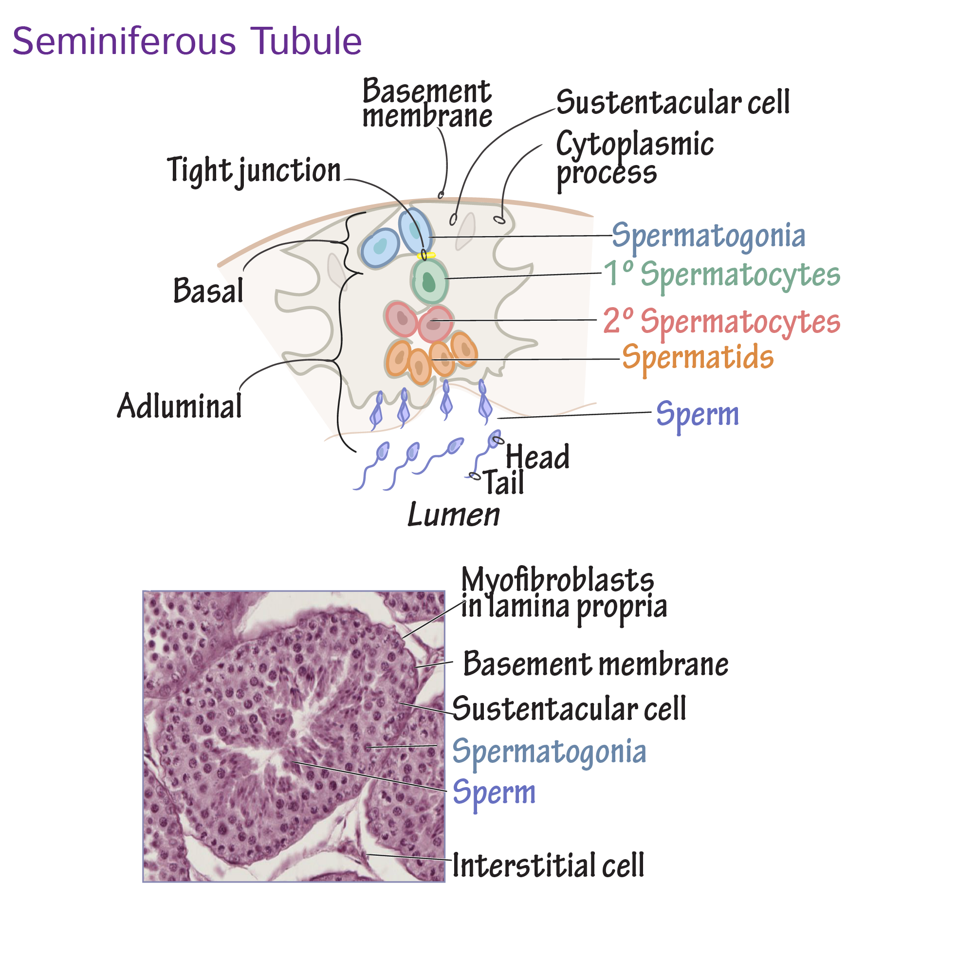 <p>Spermatocytes are located closer to the middle as they mature; spermatogonium is always in contact with the basement membrane while sperm are within the lumen. </p>
