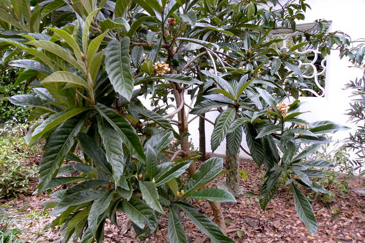 <p>Loquat</p>