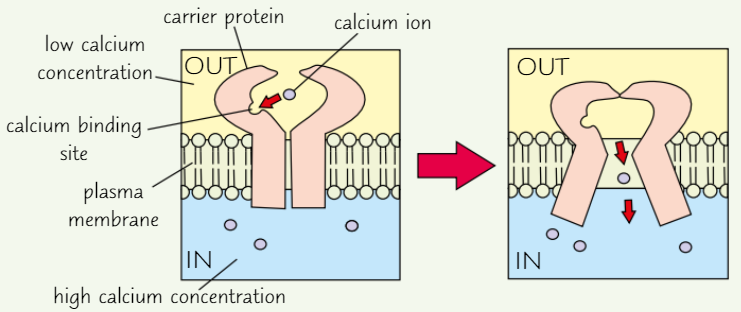 knowt flashcard image