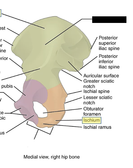 <p>The concave surface on the internal aspect of the ilium.</p>
