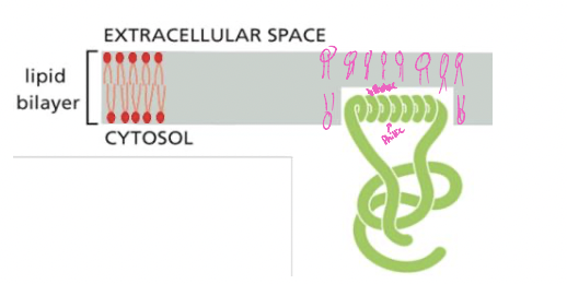 * proteins anchored on cytosolic face by an amphipathic a-helix
* example: proteins in membrane bending
  * vesicle budding at the ER
* only half-way embedded into the bilayer
