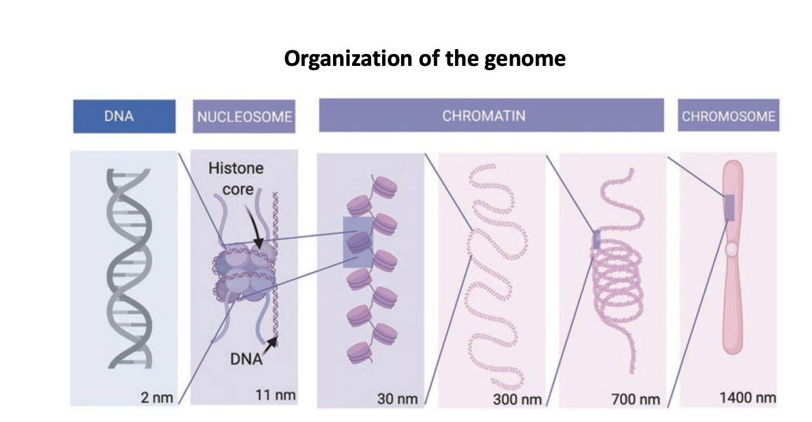 <p>DNA (2nm) &lt; nucleosome (11nm; histone core and DNA) &lt; chromatin (30nm, 300nm, 700nm) &lt; chromosome (1400nm)</p>