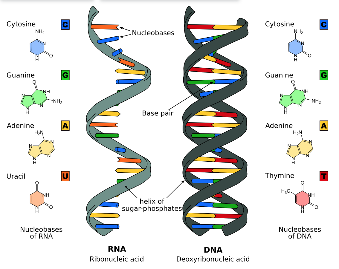 <p>Deoxyribonucleic acid; a type of nucleic acid which carries genetic information; made up of a double-stranded helix that consist of nucleotides with one phosphate group and a deoxyribose sugar; has directionality with 5’ and 3’ ends</p>