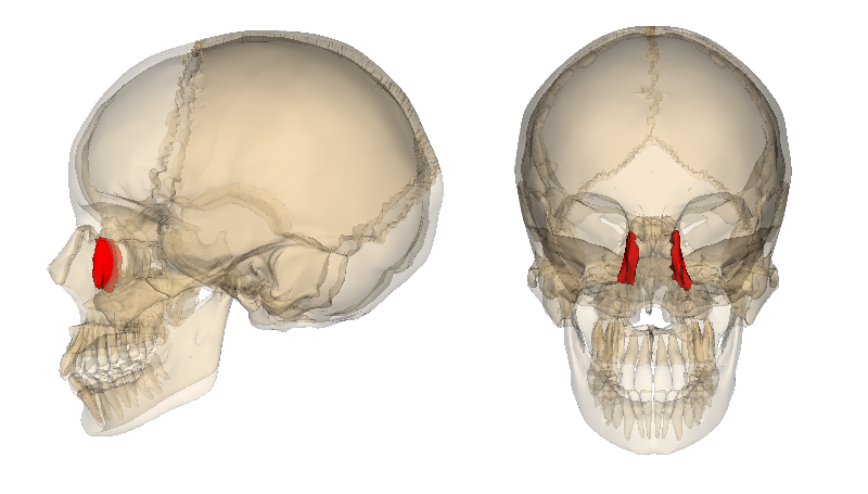 <p>medial surfaces of eye orbits</p>