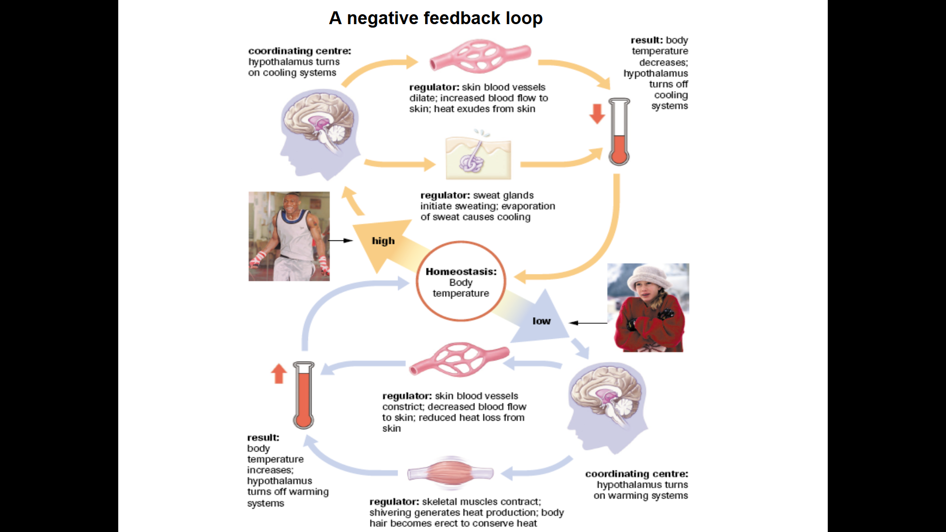 <p>Thermoregulation is the maintenance of body temperature within the acceptable range for the organism. It is a negative feedback loop. </p>