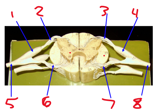 <p>Name structure 1</p>