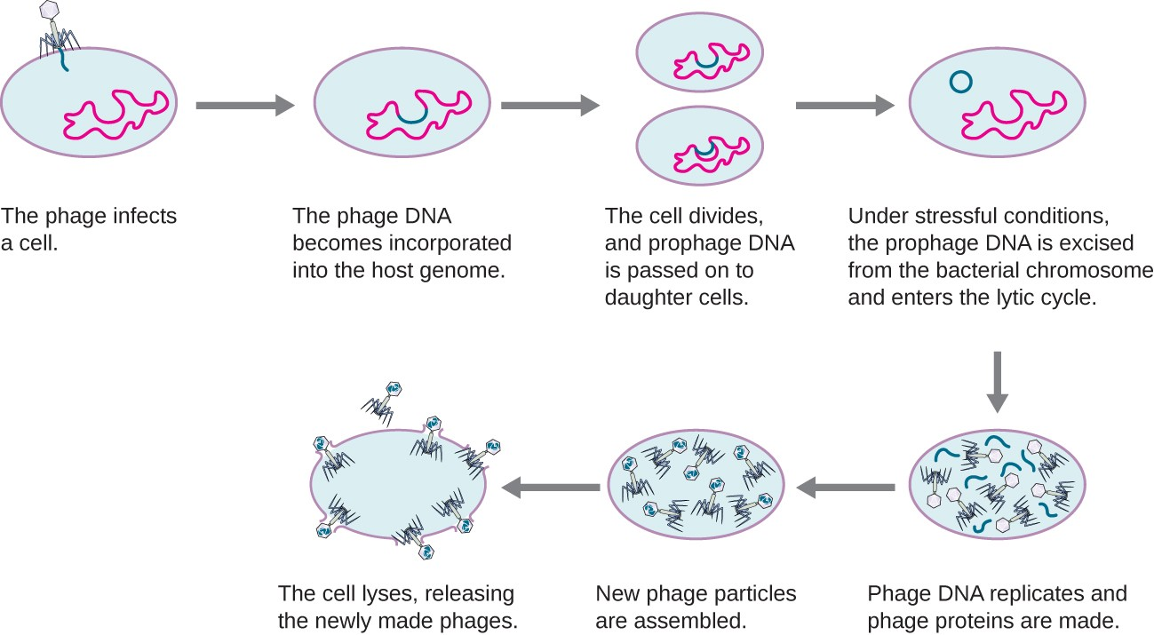 <p>Viral DNA integrates into host genome, replicates silently until triggered to enter lytic cycle (e.g., bacteriophage λ).</p>