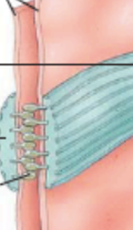 <p>what do the blue and green represent on this adherens junction?</p>