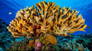 <p>small marine animals<span>. The “hard” type of coral grows with the help of algae, which gives it color and nutrients that help it form a sturdy, stony skeleton</span></p>