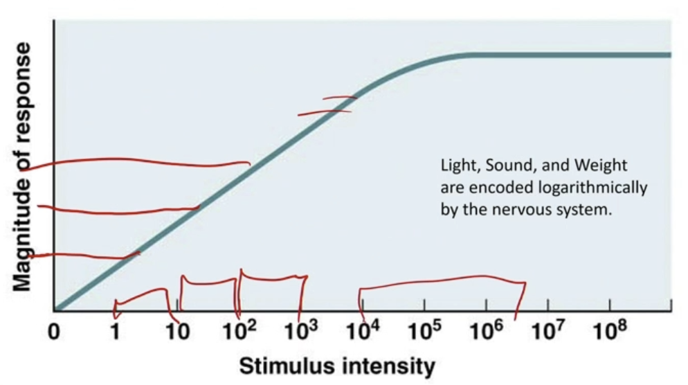 <ul><li><p>Allows for compromise between dynamic range and discrimination</p></li><li><p>Sensitive at low ends of scale, less sensitive at the higher ends</p></li><li><p>Allows for greater range, but sacrifices sensitivity on high end</p><ul><li><p>Ex: Can EASILY recognize 1 lb from 2 lb from 10 lb, but not 100 lb from 200 lb, because they are too heavy, can’t really tell the difference</p></li></ul></li><li><p>Light, sound, and weight are encoded logarithmically by the nervous system</p></li></ul><p></p>