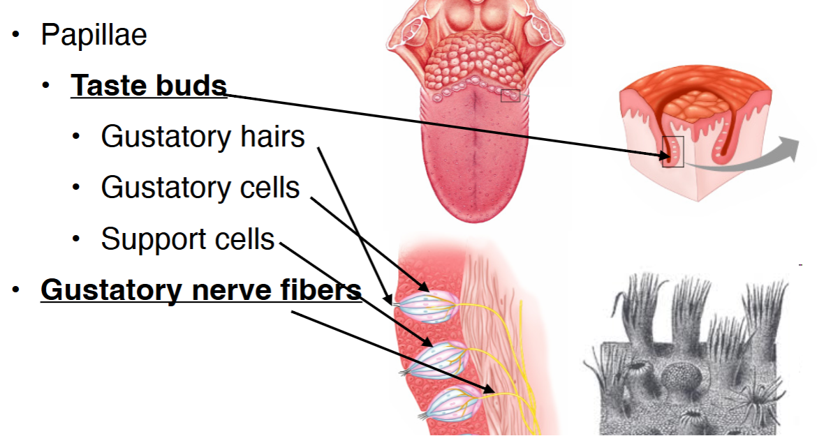<p><span>Mouth structures</span></p>