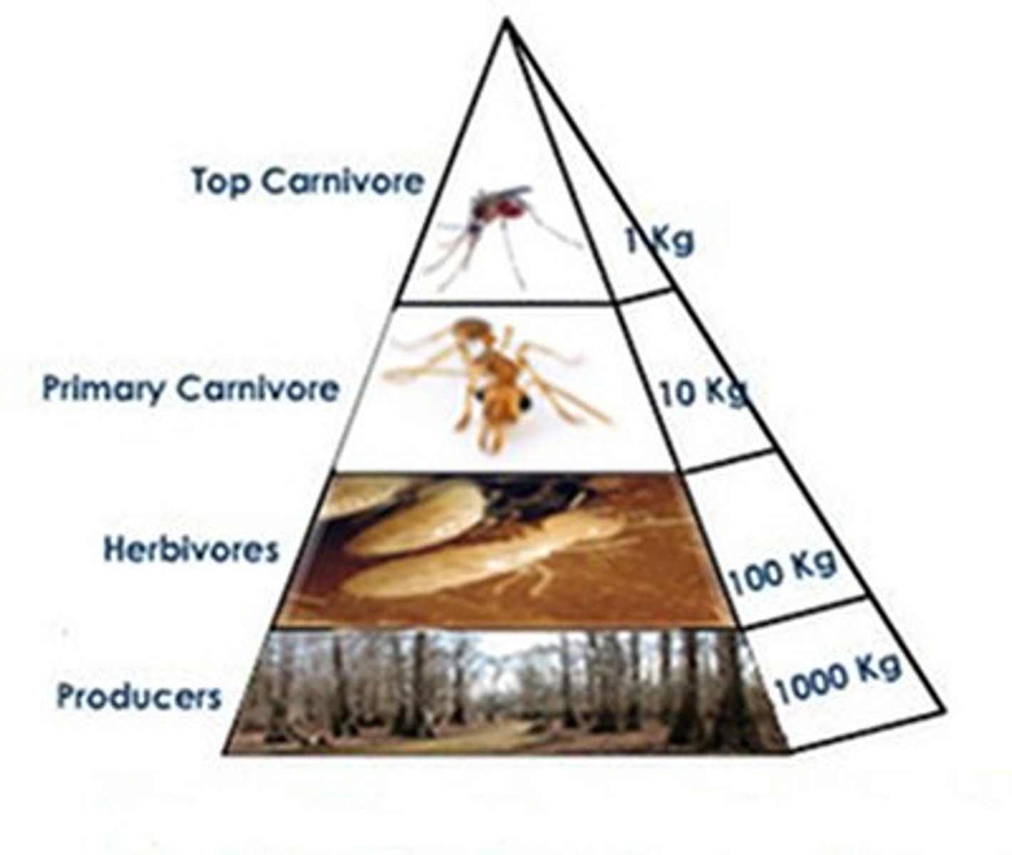 <p>A pyramid that illustrates the total mass of all the organisms in a trophic level.</p>