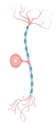 <ul><li><p>(sensory neurons)</p></li><li><p>communicate sense information from body to brain</p></li></ul><p></p>