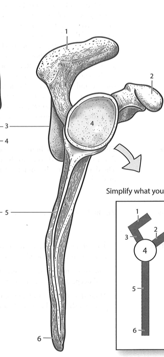 <p>Acromion process </p>