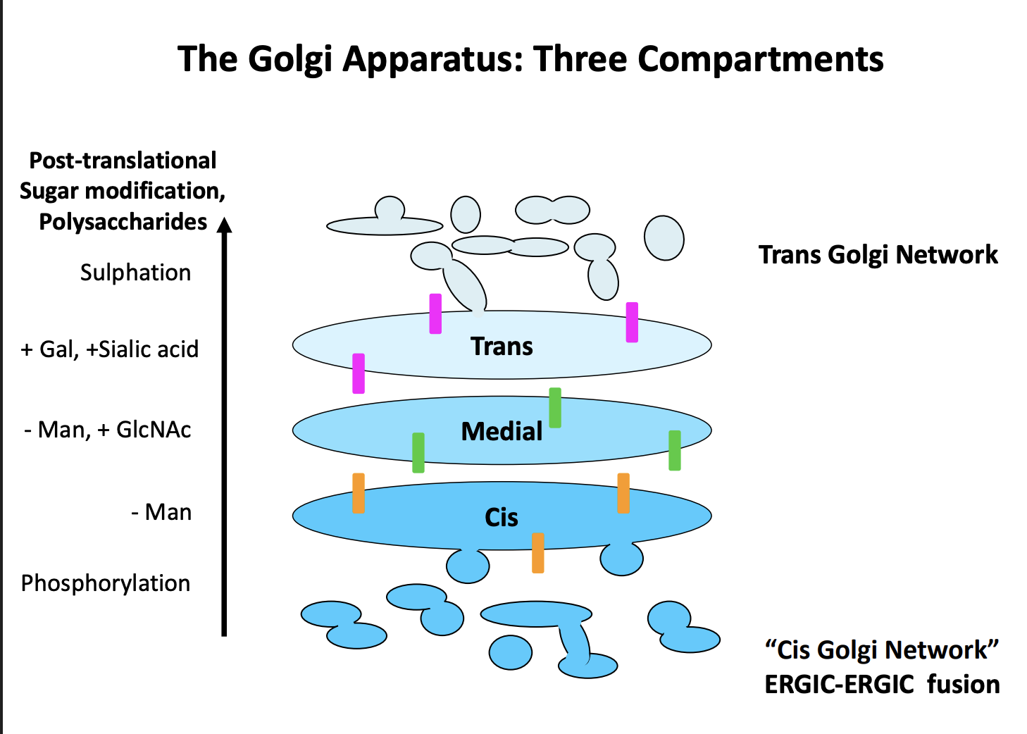 <ol><li><p>trimming</p></li><li><p>addition or extension of attached glycans</p></li><li><p>sugar phosphorylation</p></li><li><p>proteolytic cleavage</p></li></ol><p></p>