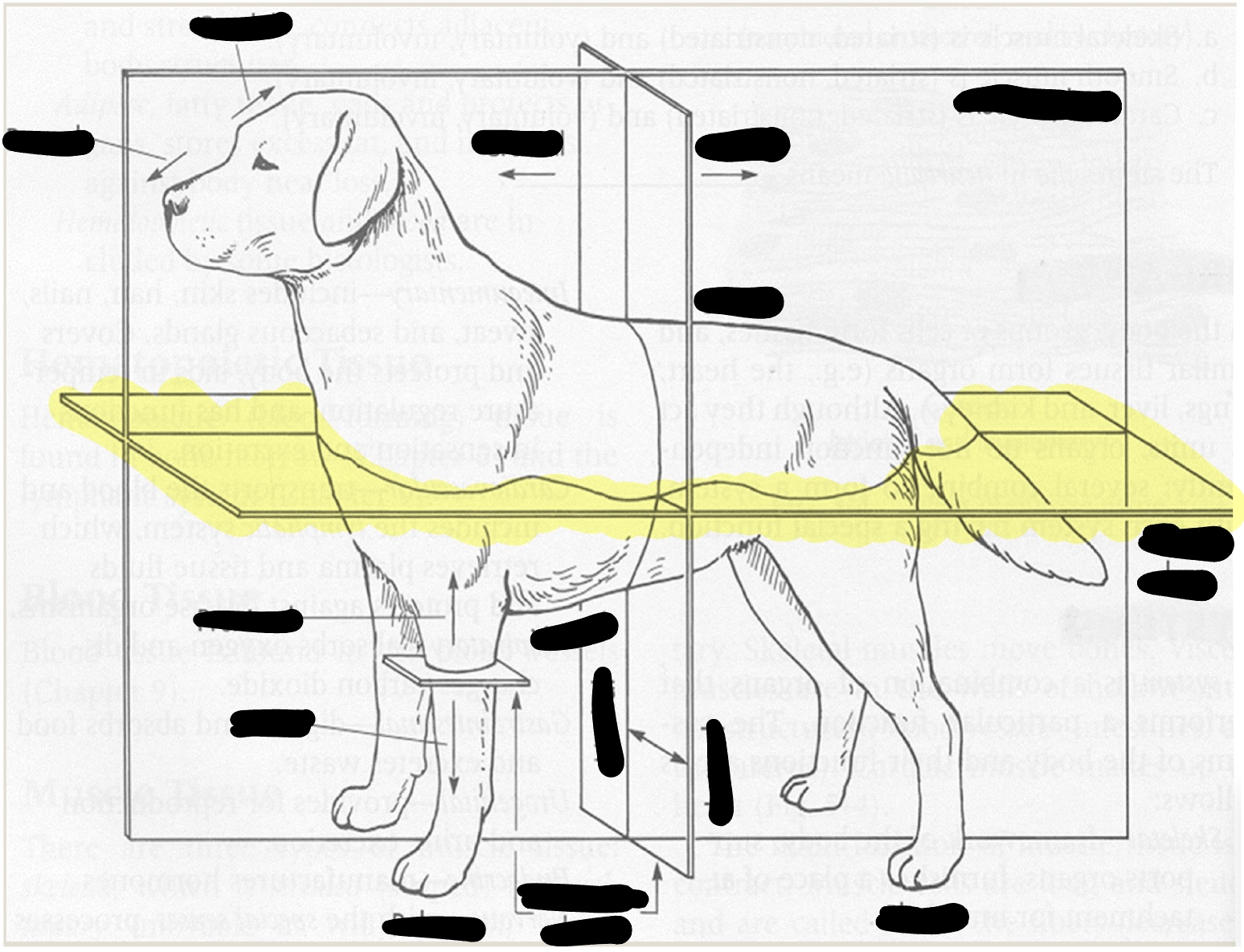 <p>divides the body into dorsal/ventral halves</p>