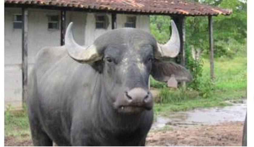 * animais de porte médio e medianos, com chifres longos, fortes e grossos, dirigidos para trás, para fora e para o alto terminando em forma semicircular ou de lira
* coloração negra, cinza ou marrom, não sendo aceitas manchas brancas
* corpo largo em relação ao comprimento
* pernas curtas e robustas