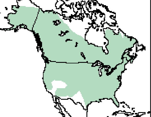 <p>Which species fits the following habitat and management concerns?</p><p><br>Habitat: Rivers and sloughs; sometimes found in marine environments near river mouths; widespread except in deserts of the SW</p><p>Management issues: Important furbearers; may compete for game fish; locally eliminated over much of previous range but more recent restoration fairly successful</p>