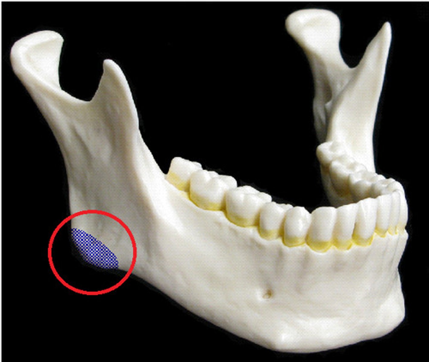 <p>where the body and ramus of the mandible meet, attachment of the masseter laterally, and the pterygoideus internus (medial pterygoid muscle) medially; the stylomandibular ligament is attached to the angle between these muscles.</p>