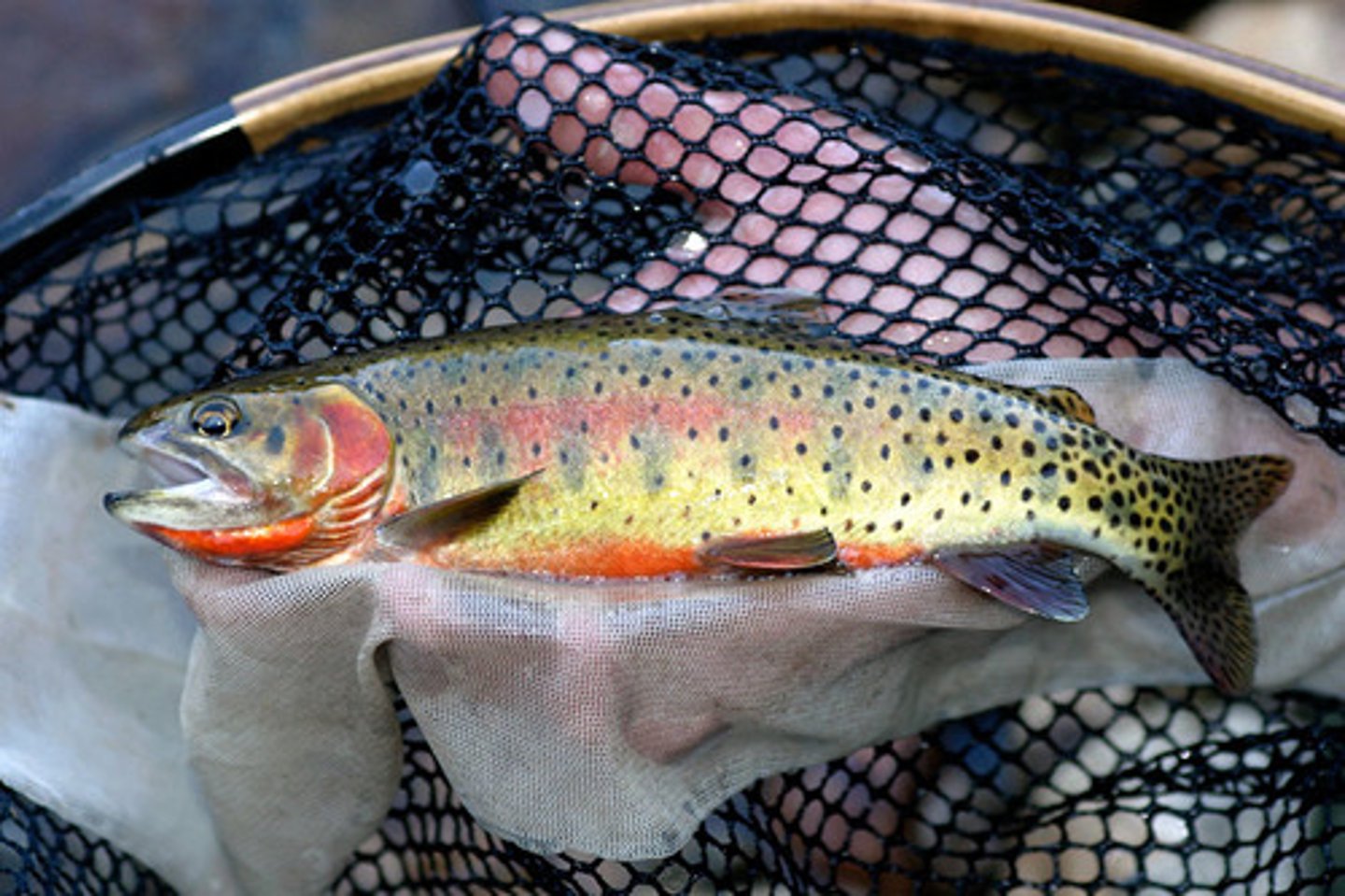 <p>greenback cutthroat trout</p>